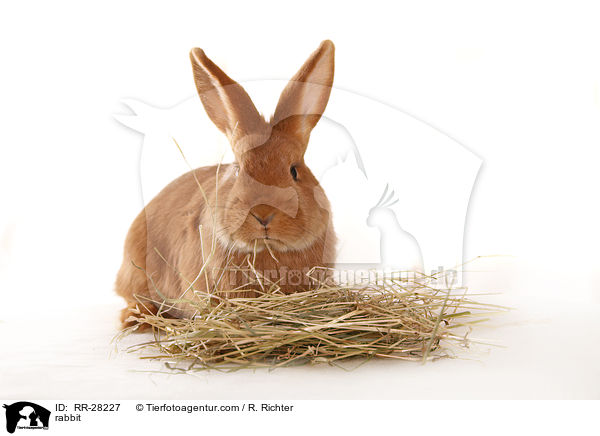 Neuseelnder / rabbit / RR-28227