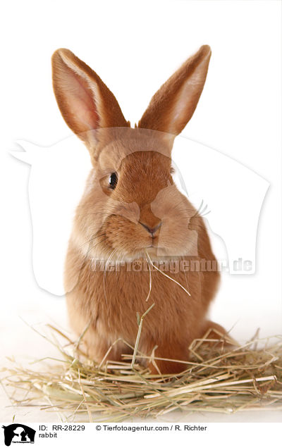 Neuseelnder / rabbit / RR-28229