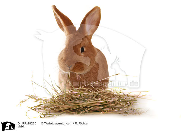 Neuseelnder / rabbit / RR-28230