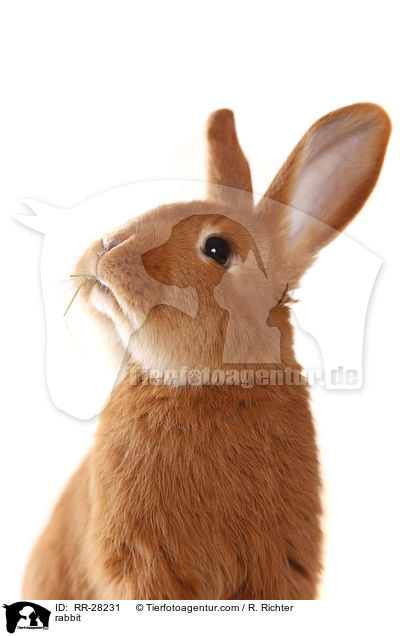 Neuseelnder / rabbit / RR-28231