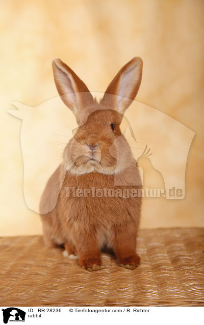 rabbit / RR-28236
