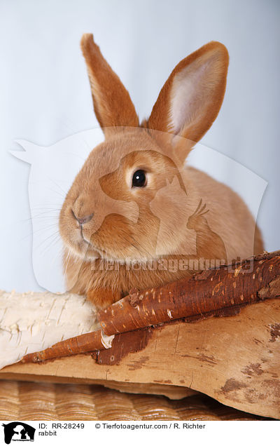 rabbit / RR-28249