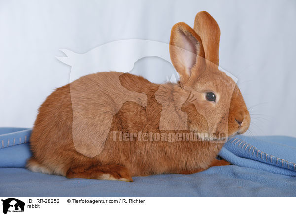 rabbit / RR-28252