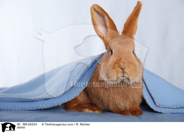 rabbit / RR-28254