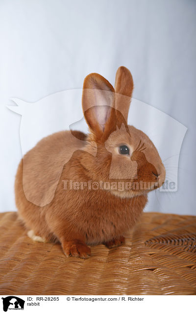 rabbit / RR-28265