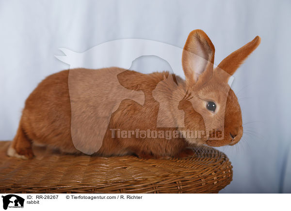 rabbit / RR-28267