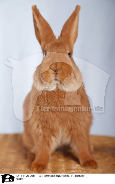 rabbit / RR-28268