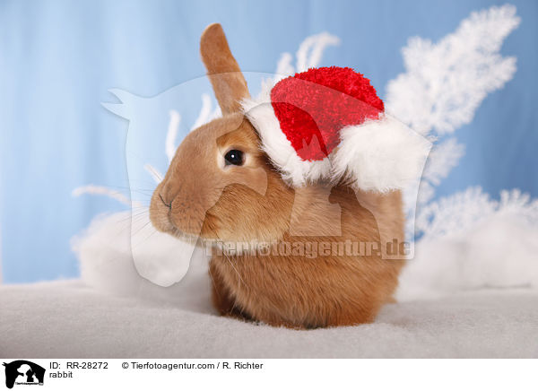 rabbit / RR-28272
