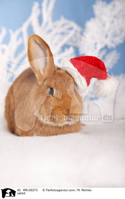 rabbit / RR-28273