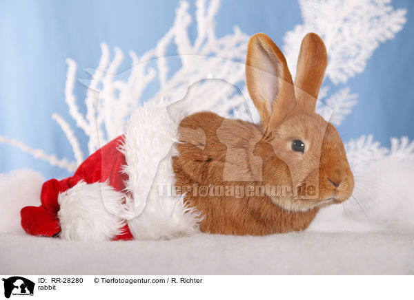 rabbit / RR-28280
