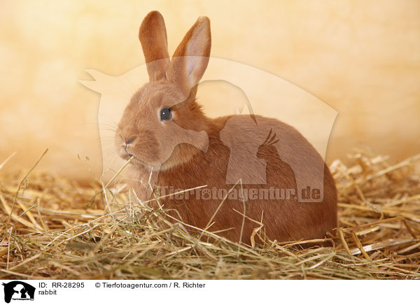 Neuseelnder / rabbit / RR-28295