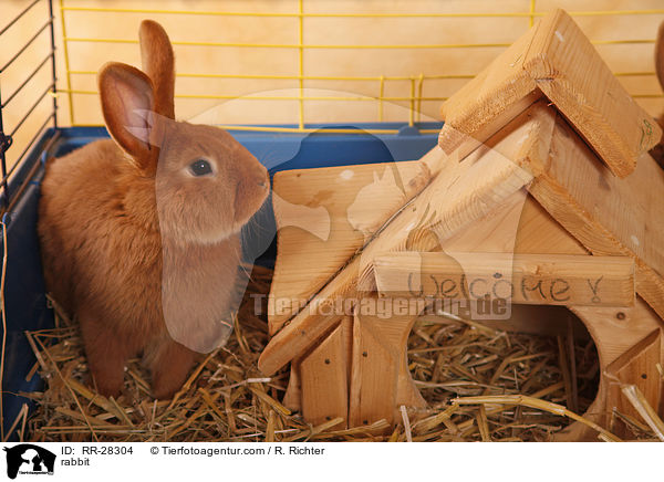 Neuseelnder / rabbit / RR-28304