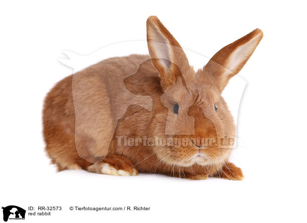 red rabbit / RR-32573
