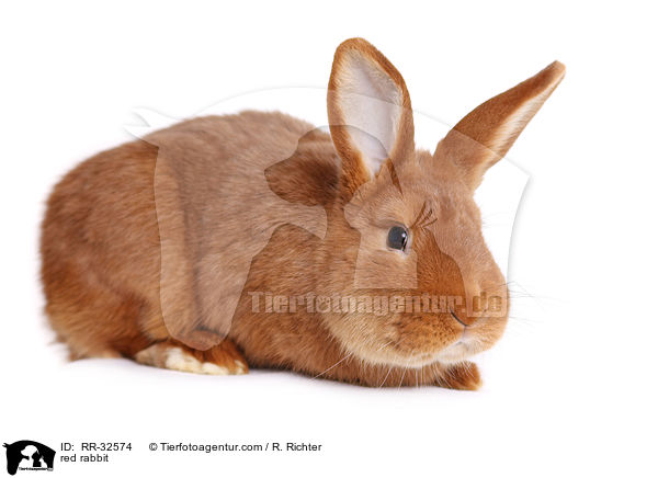 red rabbit / RR-32574