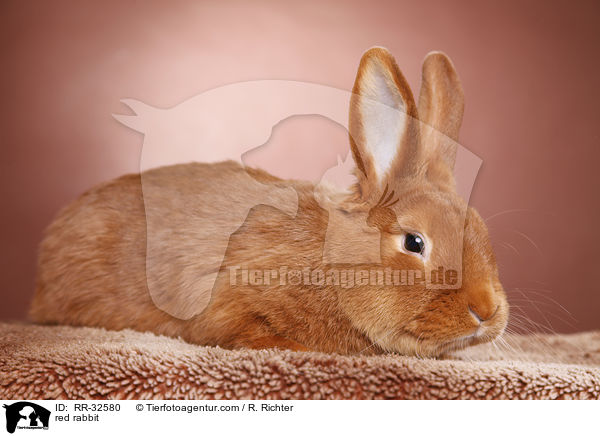 red rabbit / RR-32580
