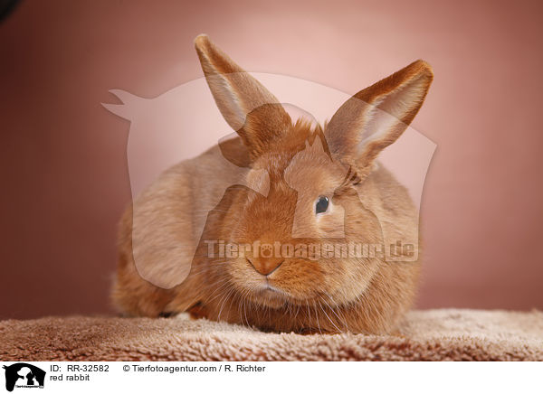 red rabbit / RR-32582