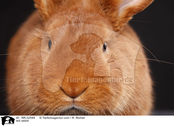 red rabbit / RR-32589