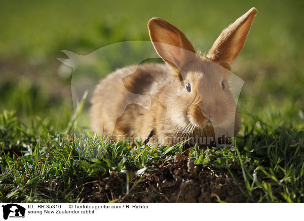 young New Zealander rabbit / RR-35310