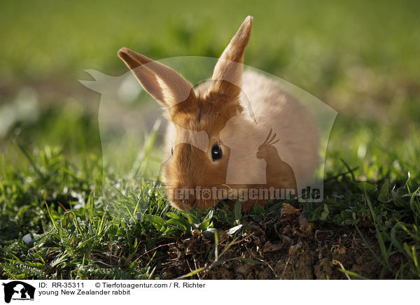 young New Zealander rabbit / RR-35311