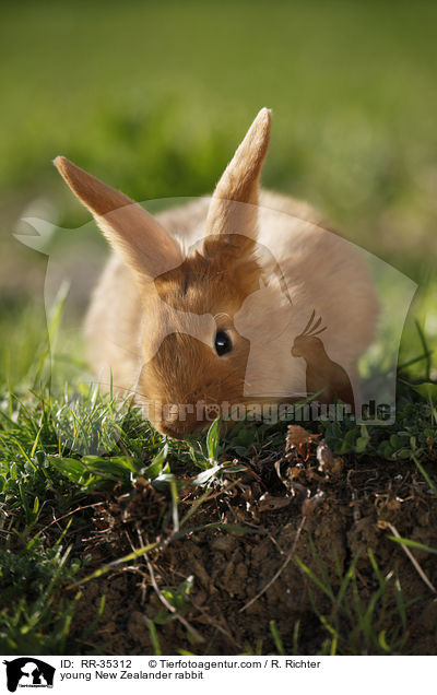 young New Zealander rabbit / RR-35312