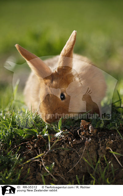 junges Neuseelnder Kaninchen / young New Zealander rabbit / RR-35312