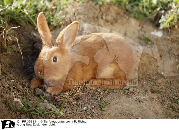 young New Zealander rabbit / RR-35313