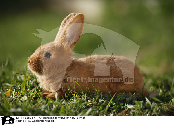 young New Zealander rabbit / RR-35317