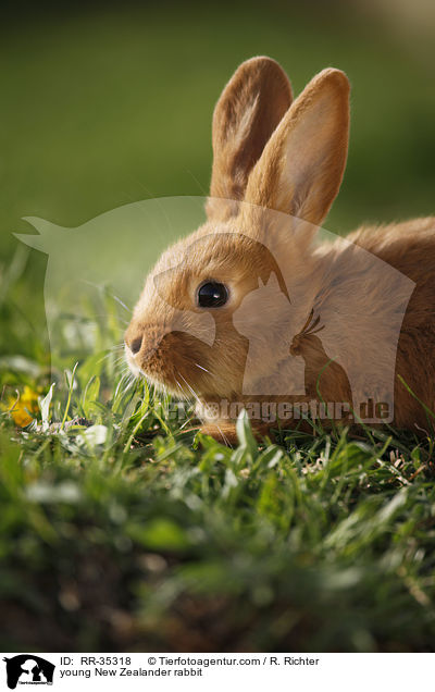 young New Zealander rabbit / RR-35318