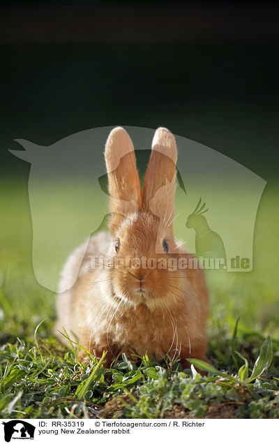 young New Zealander rabbit / RR-35319