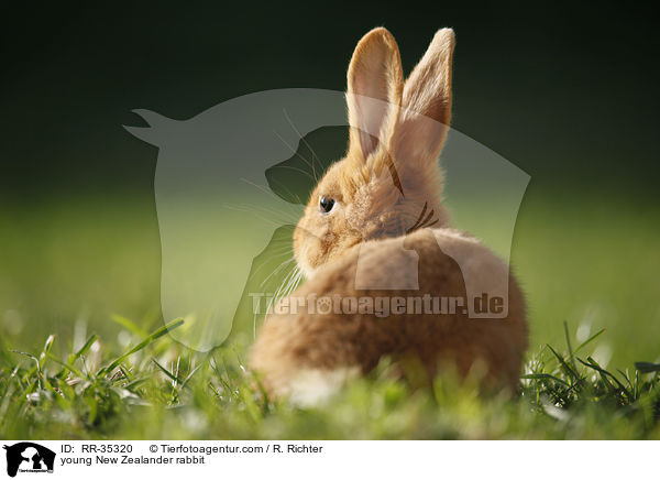 young New Zealander rabbit / RR-35320