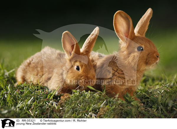 junge Neuseelnder Kaninchen / young New Zealander rabbits / RR-35321