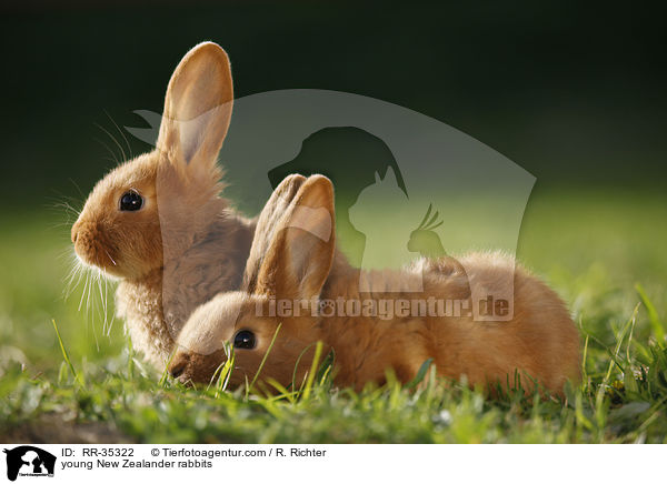 junge Neuseelnder Kaninchen / young New Zealander rabbits / RR-35322