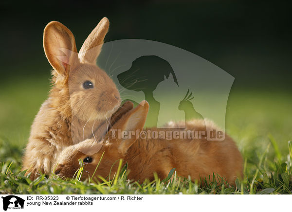 junge Neuseelnder Kaninchen / young New Zealander rabbits / RR-35323