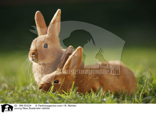 junge Neuseelnder Kaninchen / young New Zealander rabbits / RR-35324