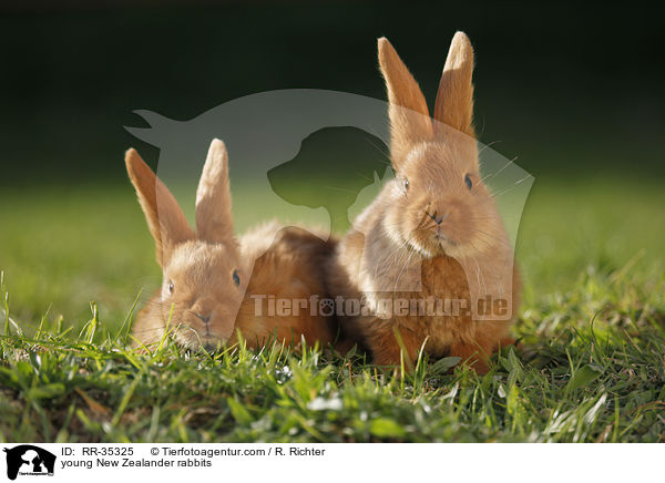 young New Zealander rabbits / RR-35325