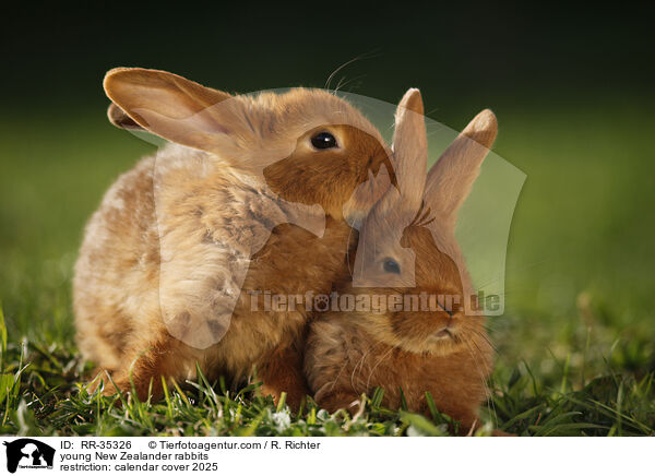 young New Zealander rabbits / RR-35326