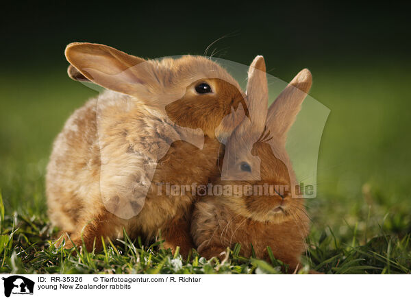 young New Zealander rabbits / RR-35326
