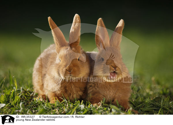 young New Zealander rabbits / RR-35327
