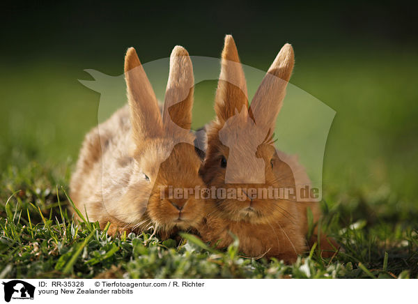young New Zealander rabbits / RR-35328