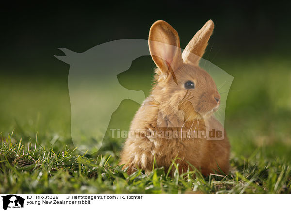 young New Zealander rabbit / RR-35329