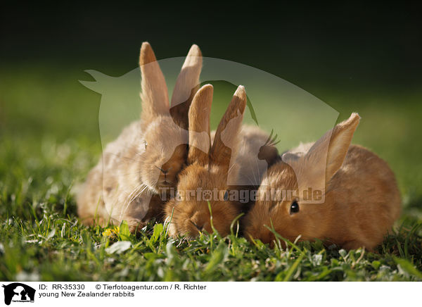 junge Neuseelnder Kaninchen / young New Zealander rabbits / RR-35330