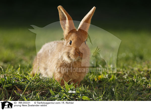 young New Zealander rabbit / RR-35331