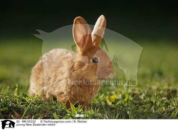 young New Zealander rabbit / RR-35332
