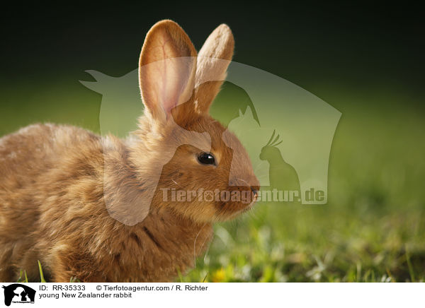 young New Zealander rabbit / RR-35333