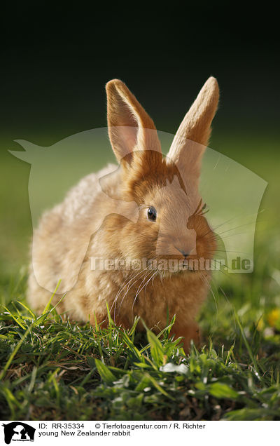 young New Zealander rabbit / RR-35334