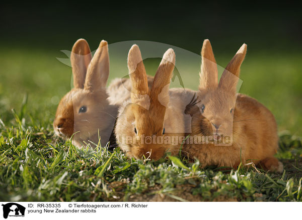 young New Zealander rabbits / RR-35335