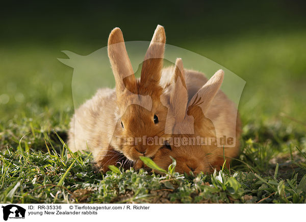 junge Neuseelnder Kaninchen / young New Zealander rabbits / RR-35336