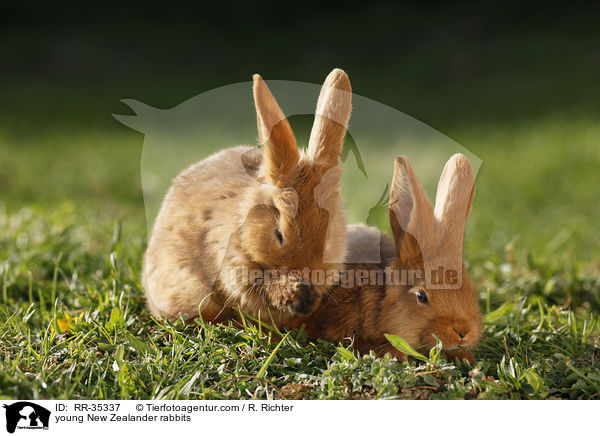 junge Neuseelnder Kaninchen / young New Zealander rabbits / RR-35337