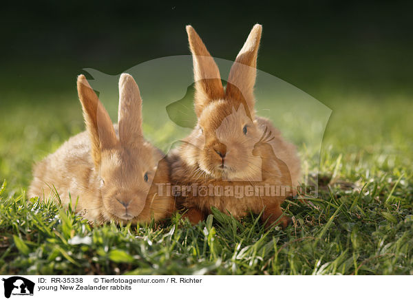 young New Zealander rabbits / RR-35338