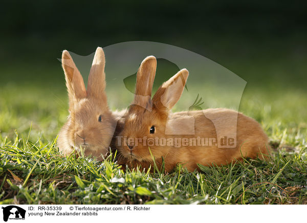 junge Neuseelnder Kaninchen / young New Zealander rabbits / RR-35339